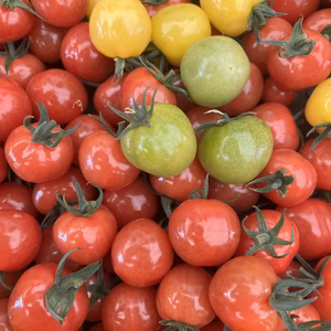 クール便！お待たせしました。プチぷよミニトマト！