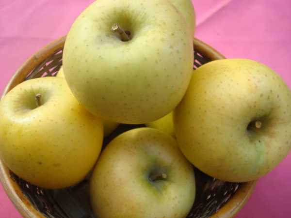 シナノゴールド　ご贈答用ギフト　3キロ中玉コース　スマートフレッシュ鮮度維持処理