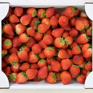 【加工用】完熟よつぼし1kg（バラ詰め・不揃い）使いやすい甘さ