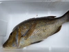 【魚突き】フエフキダイ3.4kg 鱗、内臓処理済み