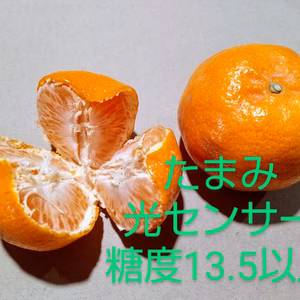 剥いたら拡がるあの香り！【たまみ】光センサー糖度１４以上