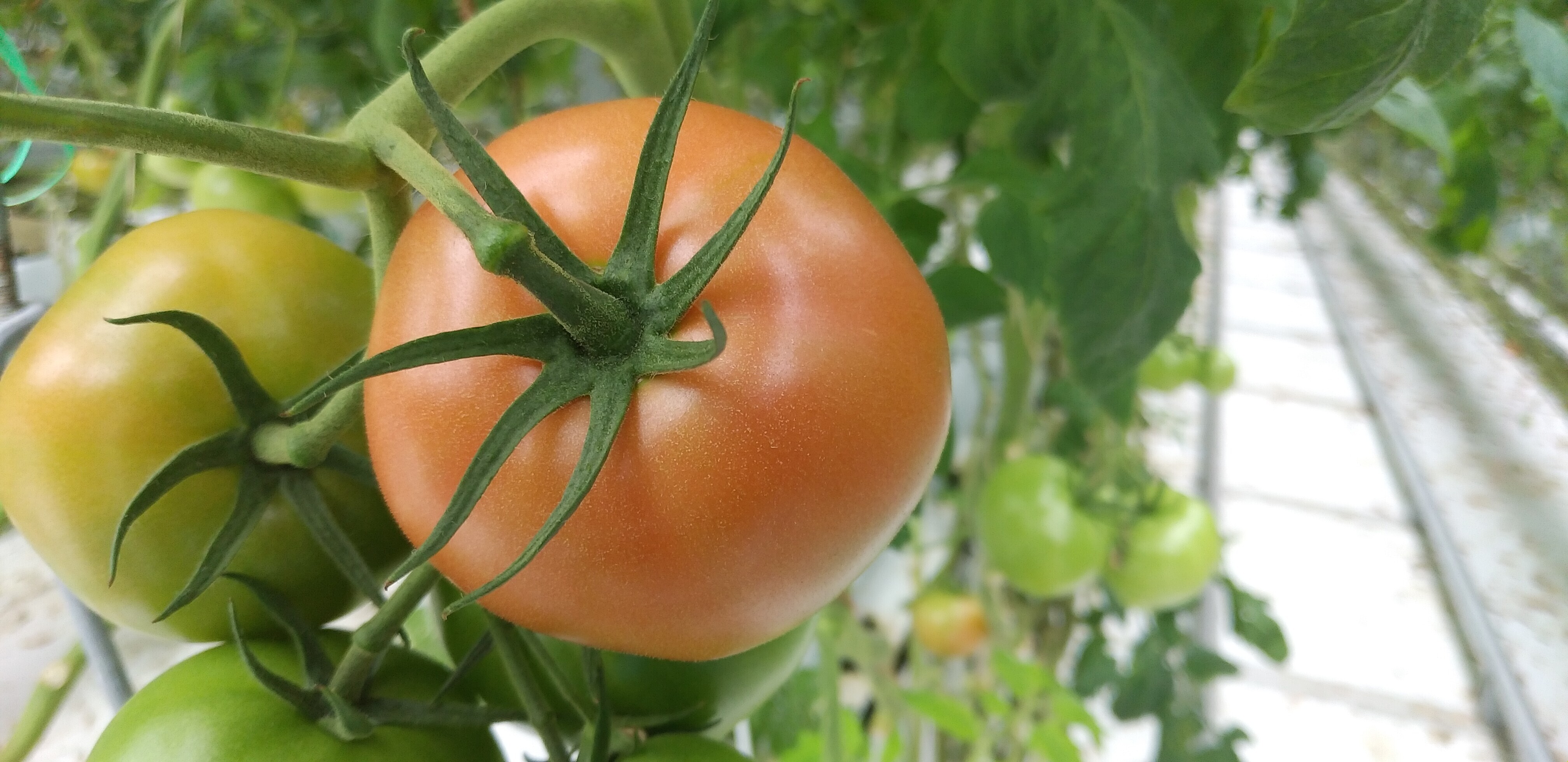 旬の果物・野菜・魚介をお取り寄せ　新作！】愛・ある・トマト。富丸ムーチョ　｜野菜の商品詳細｜ポケットマルシェ｜産直(産地直送)通販