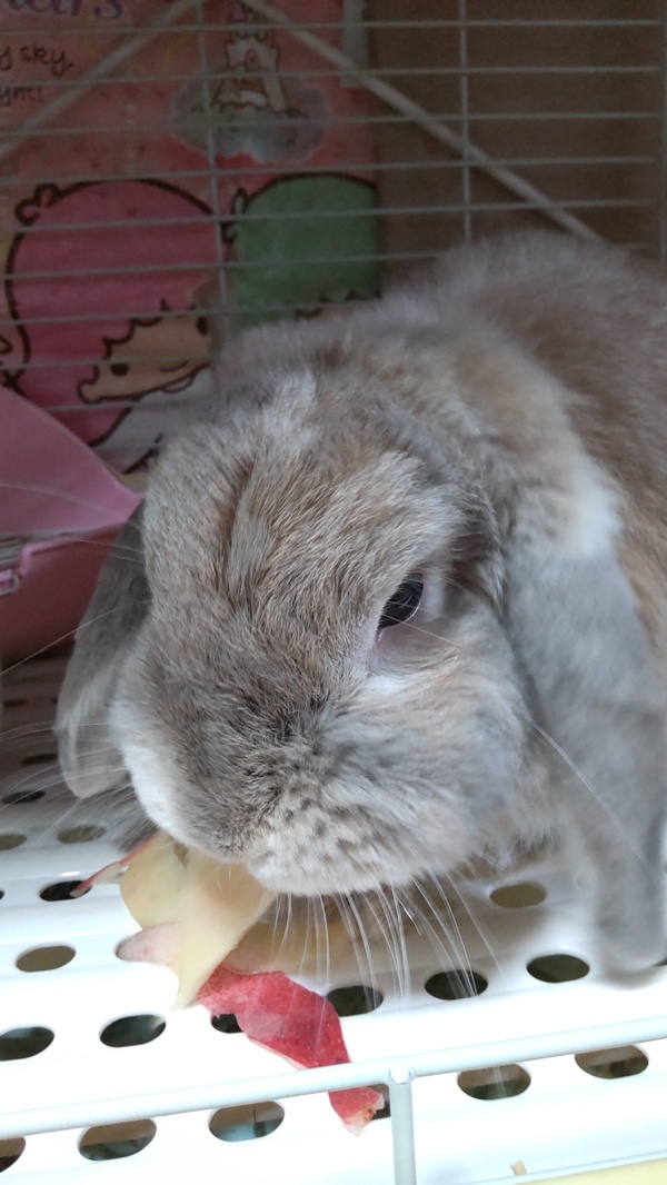 数量限定 樹上完熟サンフジ特選ギフト 農家漁師から産地直送の通販 ポケットマルシェ