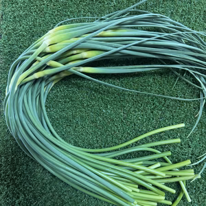 今が旬！にんにくの芽　有機肥料栽培　除草剤　消毒剤無使用