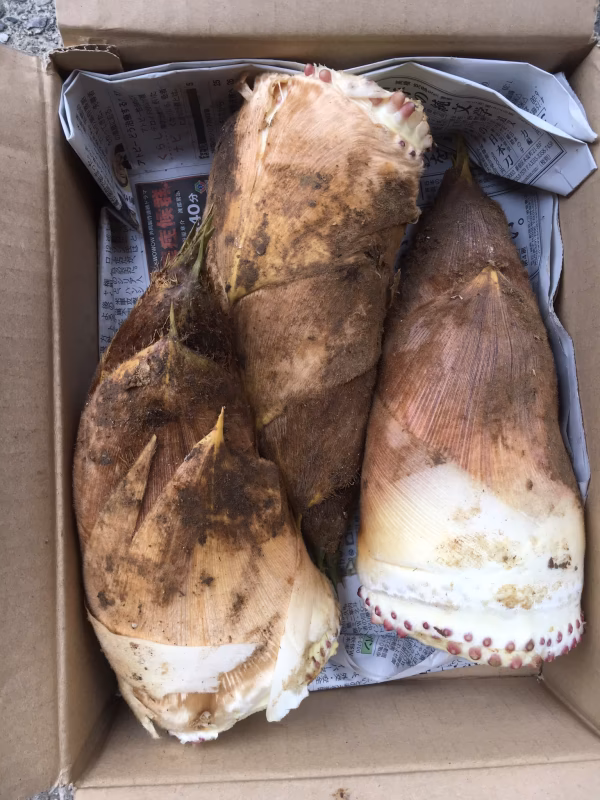 ※最終セール！！竹の子 4㎏〜米糠付き〜 掘れ次第発送！