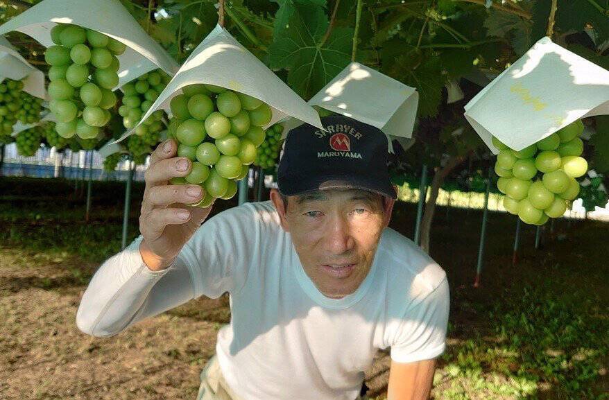 山形県東置賜郡高畠町｜大野農園｜大野正敏さんの生産者プロフィール｜ポケットマルシェ｜産地直送で旬の食材が生産者(農家・漁師)から届く