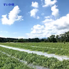 甘～いおいし～い尾花沢すいか 大玉2～3L(羅王ザ・スウィート )山形県産