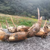 レンコン　農薬・肥料不使用