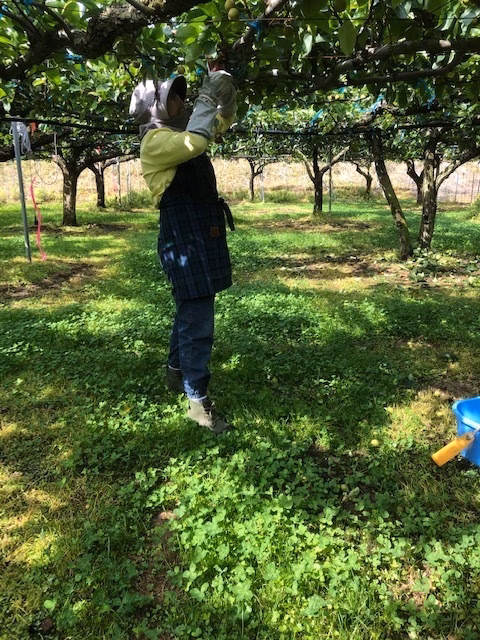 PEAR FARM KAWAZOE