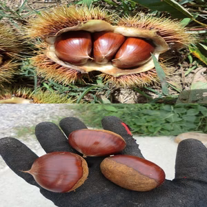 【甘みを上げた氷温貯蔵の銀寄栗】　自然栽培の栗　900g