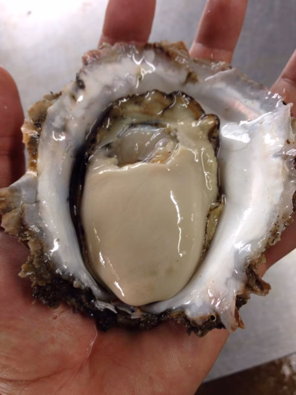 生で食べてください。浦村産の岩ガキMサイズ5個