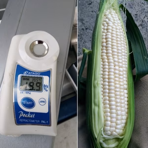 美味しさ抜群、白いトウモロコシ