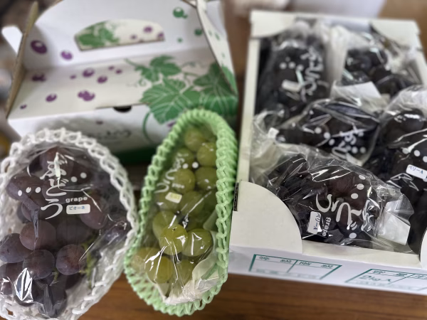 【特別注文】マスカットベリーA 2kg箱&ピオーネ・紅瑞宝1kg箱