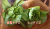 淡路島の恵ミニお野菜セット