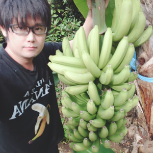 【農薬・化学肥料】国産バナナ プチサイズ1.8kg【栽培期間中不使用】