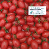 【果物みたいな甘さ】 樹上完熟あやかる＝純カルミニトマト(アイコ)　