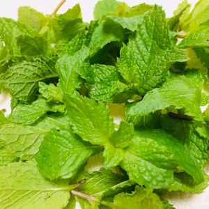 香りすごい、半端じゃない　スペアミント