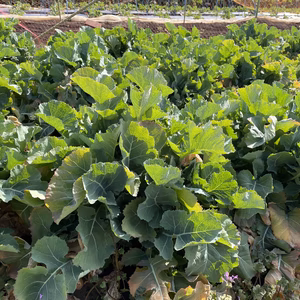 飢饉から村人を救った野菜、江戸東京野菜のらぼう菜・主茎