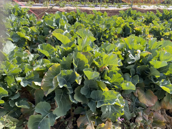 飢饉から村人を救った野菜、江戸東京野菜のらぼう菜・主茎