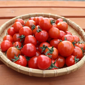 【おまけ野菜付きも！】特別栽培&JGAP認証農場の『ふらの産ミニトマト』