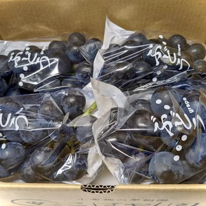 ブラックビート1.5kg 家庭用