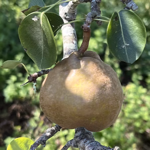 ラ・フランス　家庭用　3kg前後