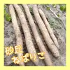 【鳥取県産】砂丘ながいも　長芋　とりたて　3kg　5kg　10kg　根菜