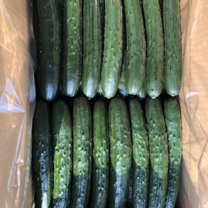 宮崎のキュウリ