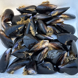 陸奥湾ムール貝小サイズ