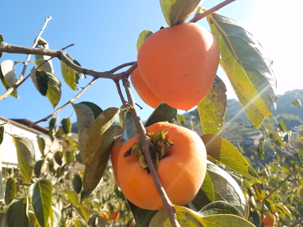 【11月中旬から出荷】【渋抜き】富士柿／家庭用中玉約13個入り