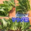 【ハウス高設栽培】サラダ野菜6種セット【無農薬】
