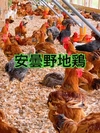 【超希少部位‼】安曇野産寿地鶏希少部位10~20本セット！特製タレ・鍋煎り塩付！