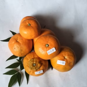 早春みかん ジュース用おまかせ詰合（箱込4kg）伊予柑,デコみかん,せとかno2