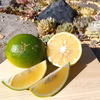【訳あり】減農薬・路地栽培　マイヤーレモン　ご家庭用