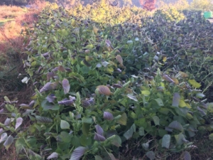 14925741_1360574070627502_6476647178343511680_n