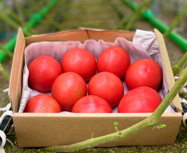 【お試し】ずっしり❗️ジューシー❗️こだわりの朝採り完熟トマト(規格外)