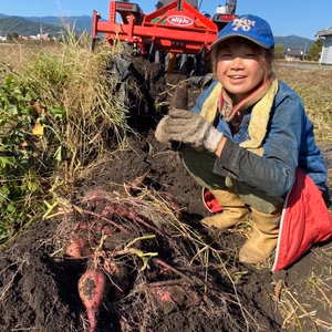 無農薬さつま芋【安納芋】