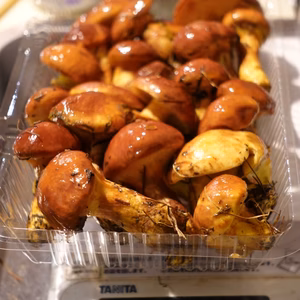 北海道ニセコ産◆絶品◆落葉きのこ(ハナイグチ)