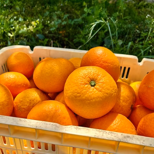 樹成り完熟☆「甘夏・紅甘夏セット」ご家庭用