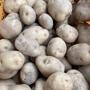 【じゃがいも】たっぷり男爵10kg