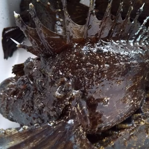 関門海峡産★オコゼ４匹・青ガニ（タイワンガザミ）1㎏　１箱限定