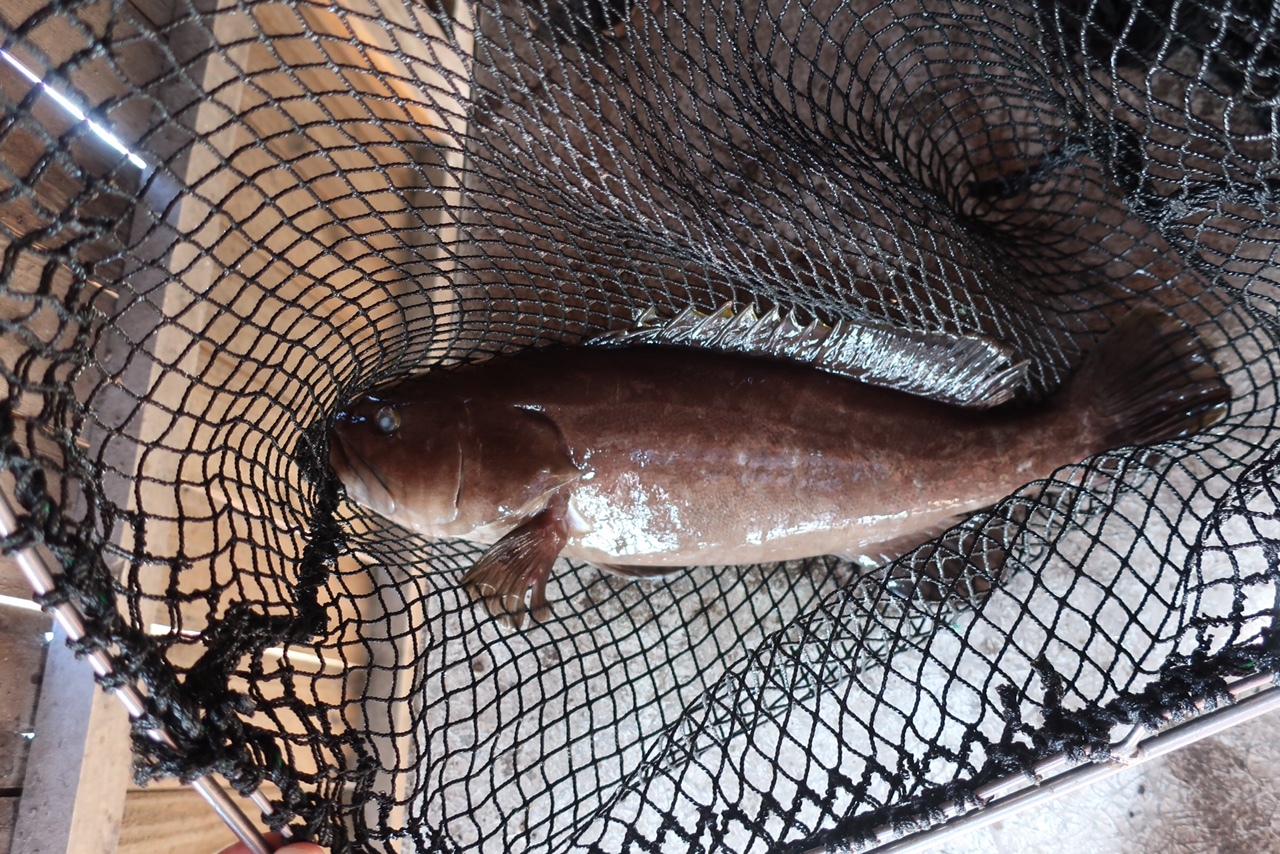 長崎県産(森のクエ)☆幻のクエ(アラ)活〆☆3kg|クエの商品 長崎県産(森のクエ)☆幻のクエ(アラ)活〆☆3kg|クエの商品