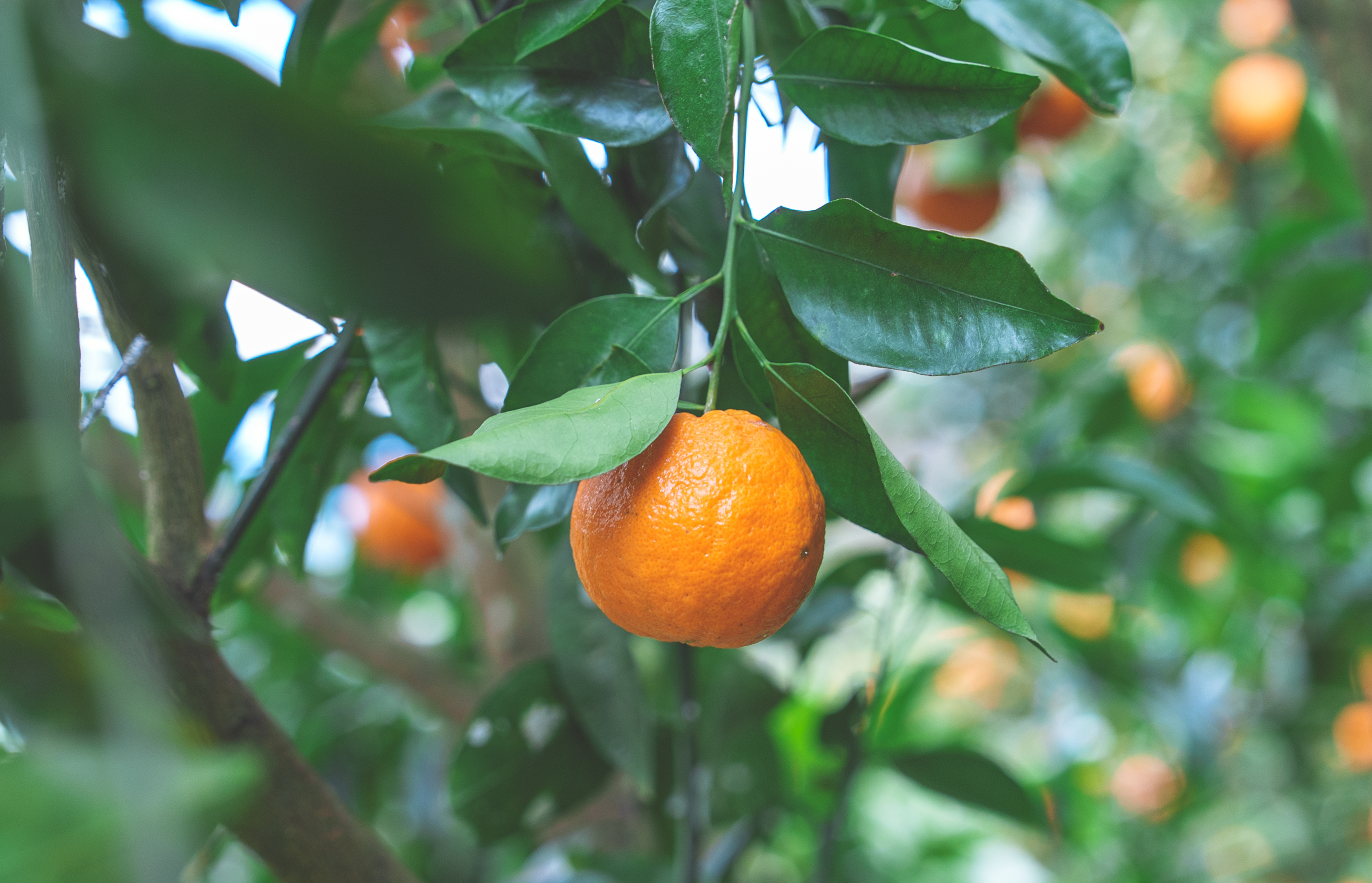 ☆豊作記念☆【爽やかな香りと濃厚なコク】熟成今津ポンカンA