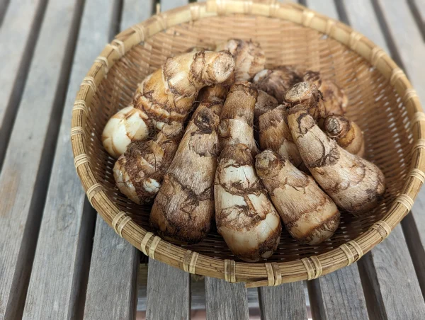 ネットリ美味しい掘りたて里芋（土垂種・サイズ無選別）【農薬・化学肥料不使用】