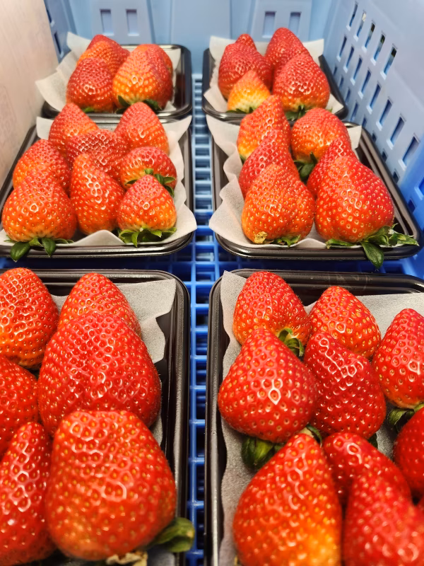 【1月予約】厳選食べ比べセット、単品小パック150ｇ 2パック～