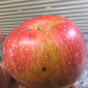 訳あり、上品な甘さシナノスイート