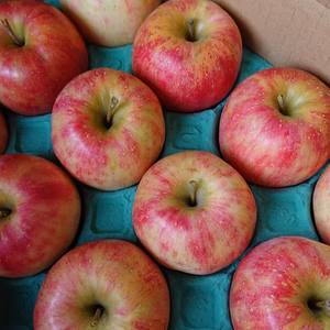 甘味と酸味があり形は縦長。香りが良く果汁も豊富なシナノドルチェ。家庭用3㎏箱で大