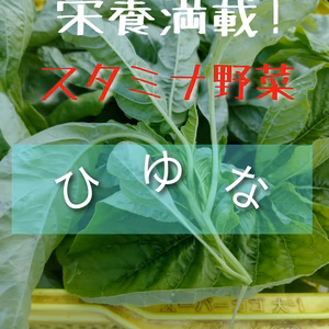 スタミナ満載!【ヒユナ】農薬なし!