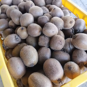 自然栽培キウイ（ヘイワード）●2キロ弱●