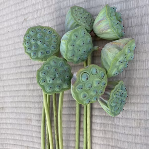 期間限定！高野山麓精進野菜栽培農家が育てた蓮の花　蓮台８本セット